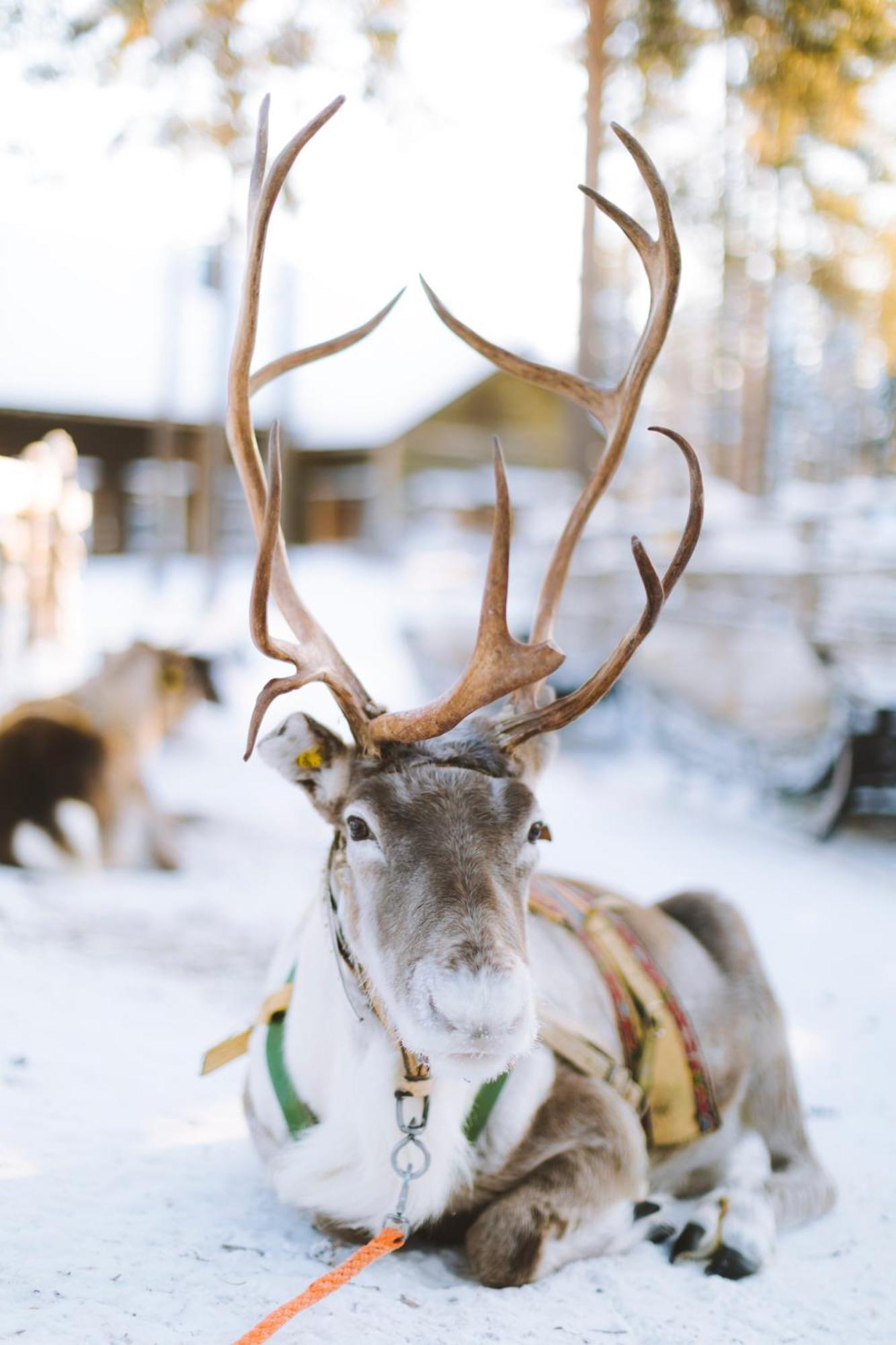 Reindeer Manor Levi Hotel Buitenkant foto